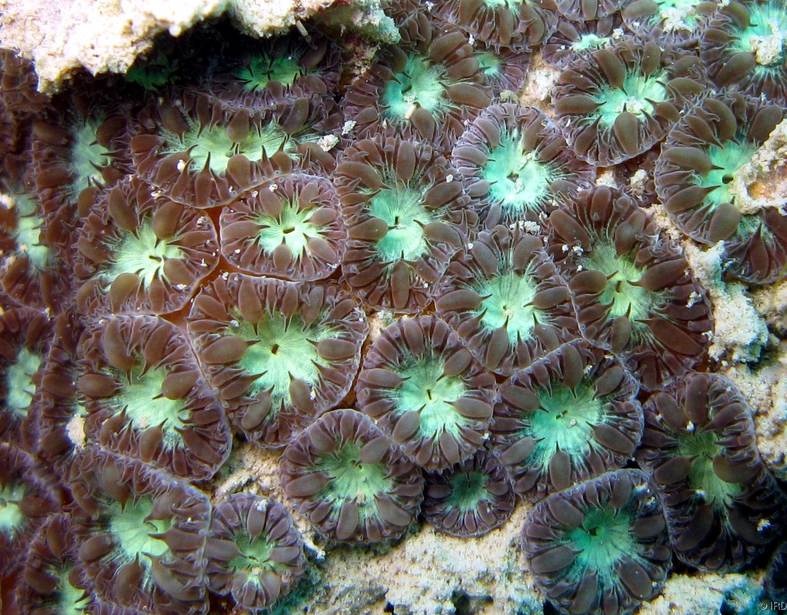 Blastomussa merleti - Close up of a colony in situ - HS0235