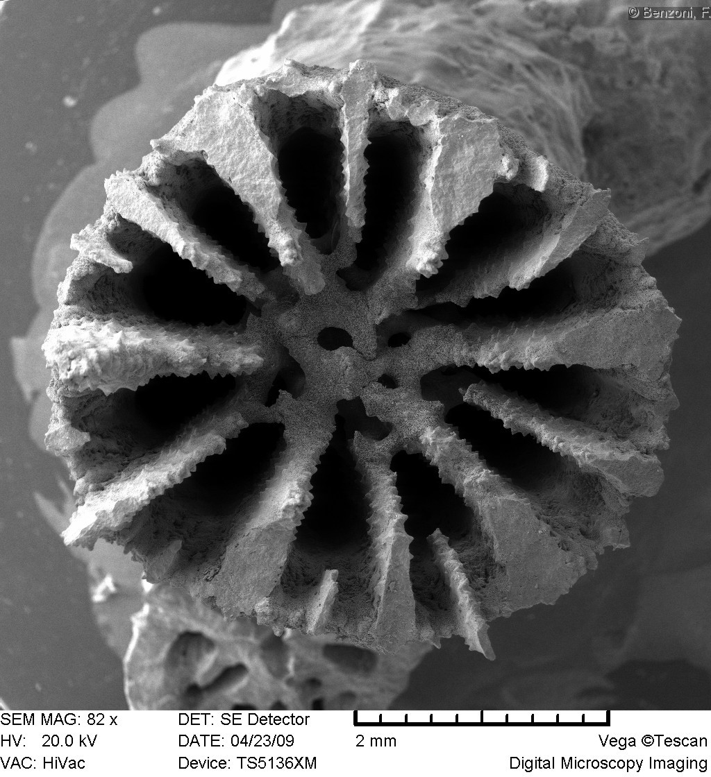 Blastomussa merleti - SEM image - HS0235