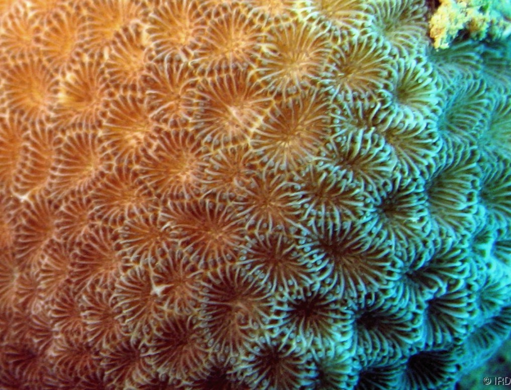 Coeloseris mayeri - Close up of a colony in situ - HS0107