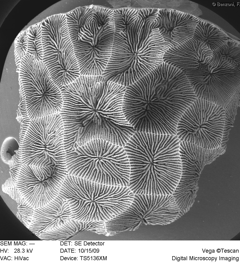 Gardineroseris planulata - SEM image - HS0117