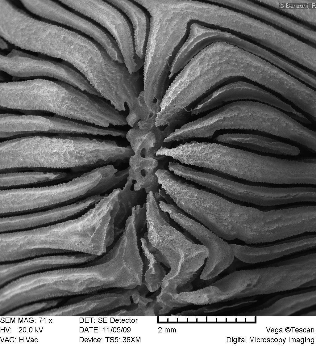 Leptoseris gardineri - SEM image - HS0192