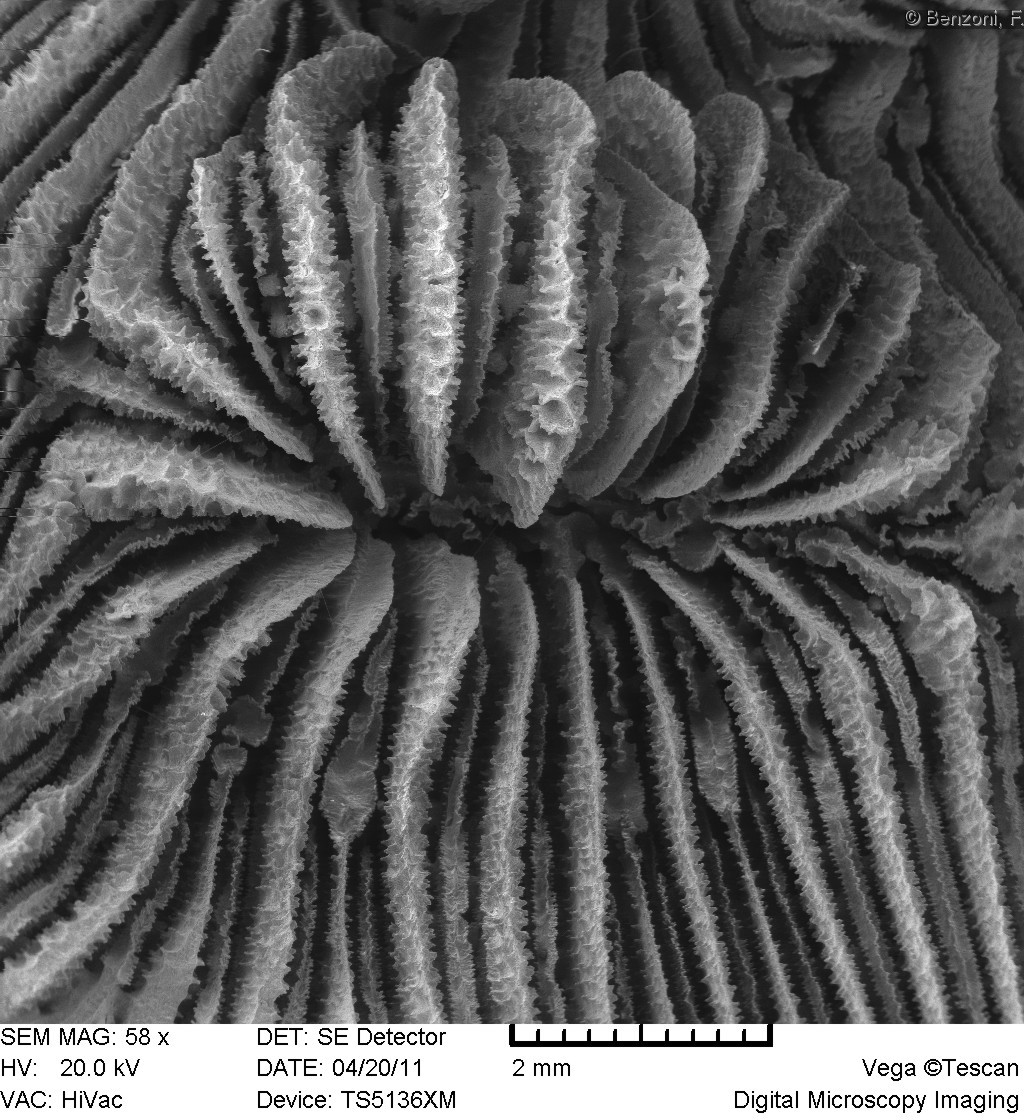 Leptoseris glabra - SEM image - HS0245