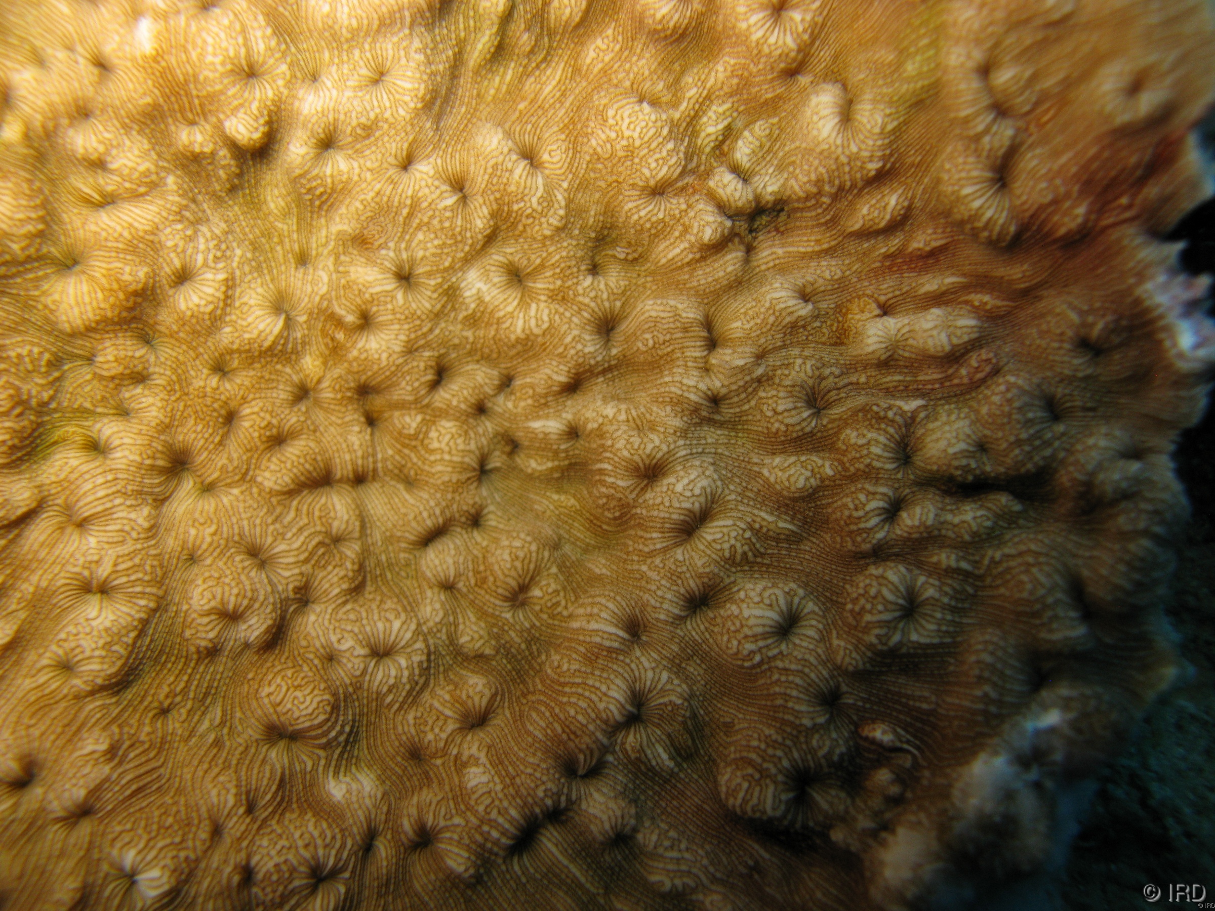 Leptoseris scabra - Close up of a colony in situ - HS1783