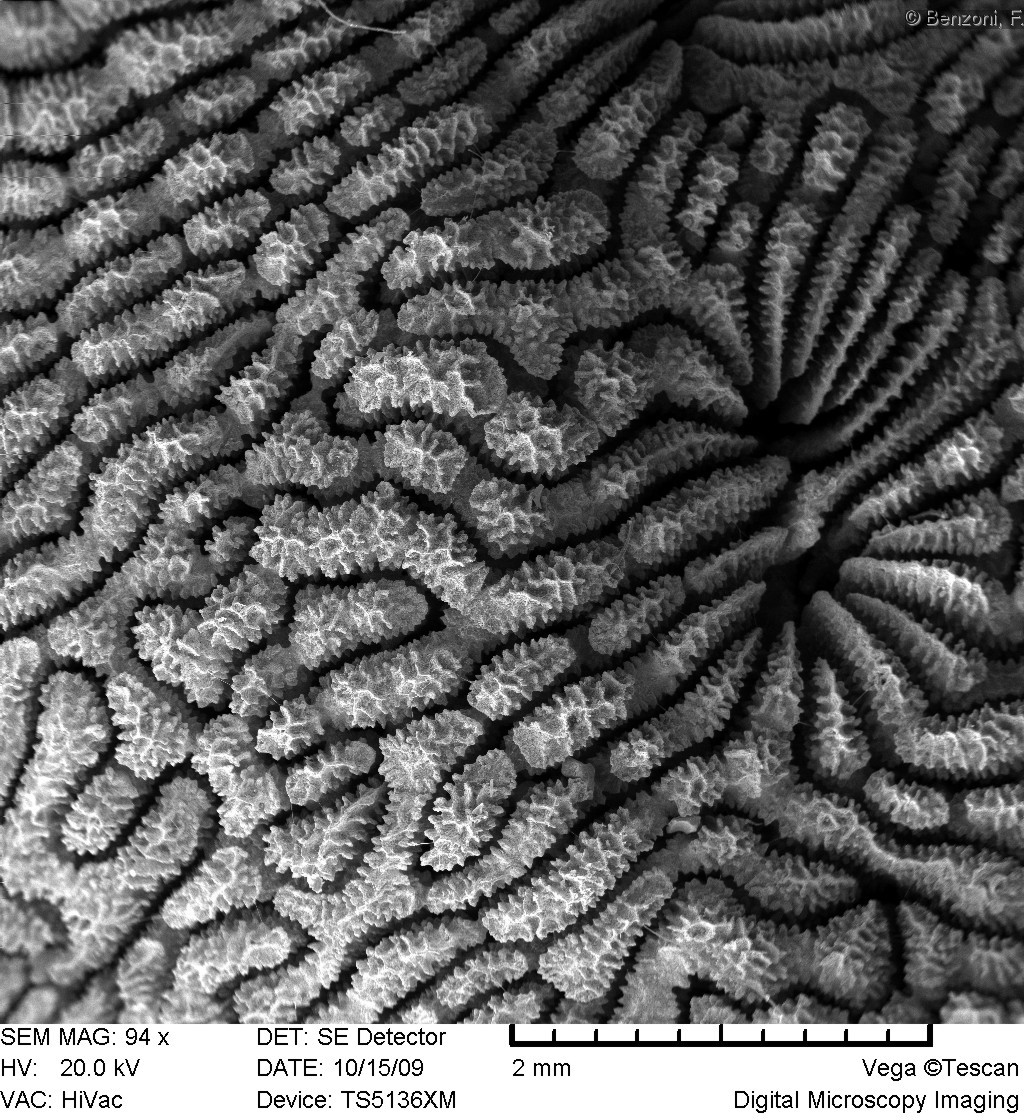 Leptoseris scabra - SEM image - HS1783