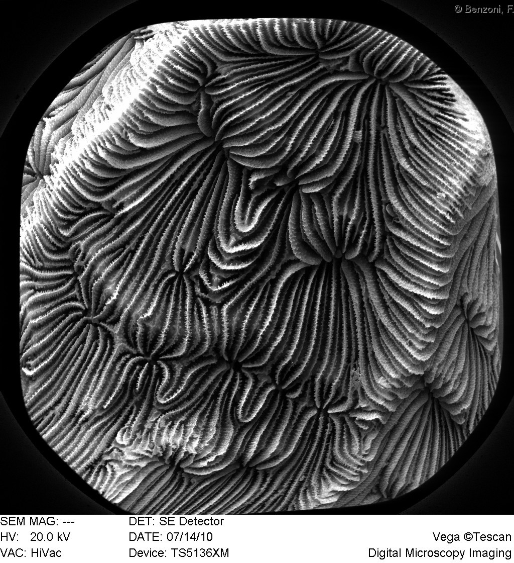 Leptoseris yabei - SEM image - HS0281
