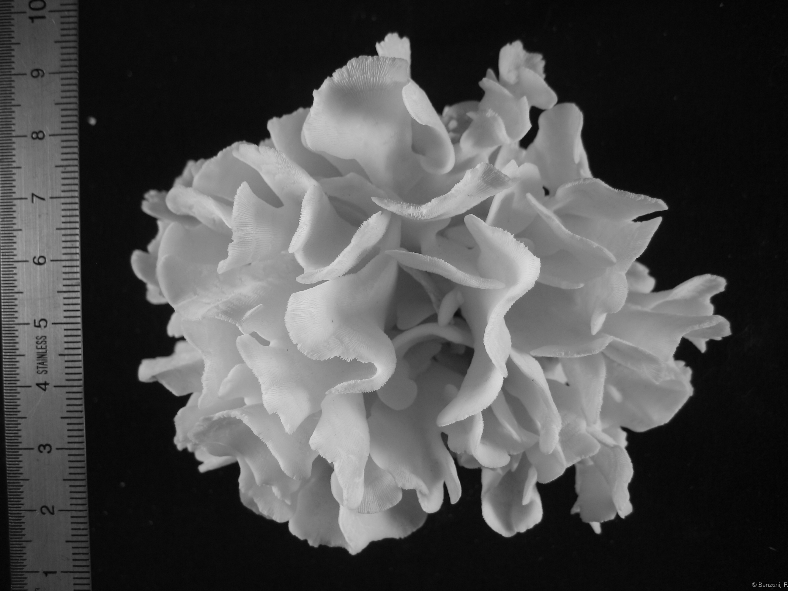 Pavona cactus - morphology - HS0284
