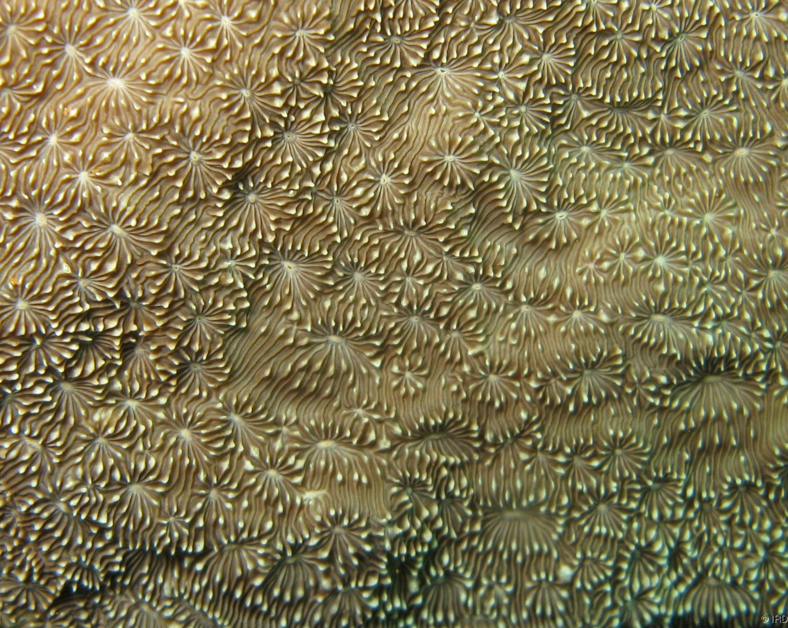 Pavona explanulata - Close up of a colony in situ - HS0388