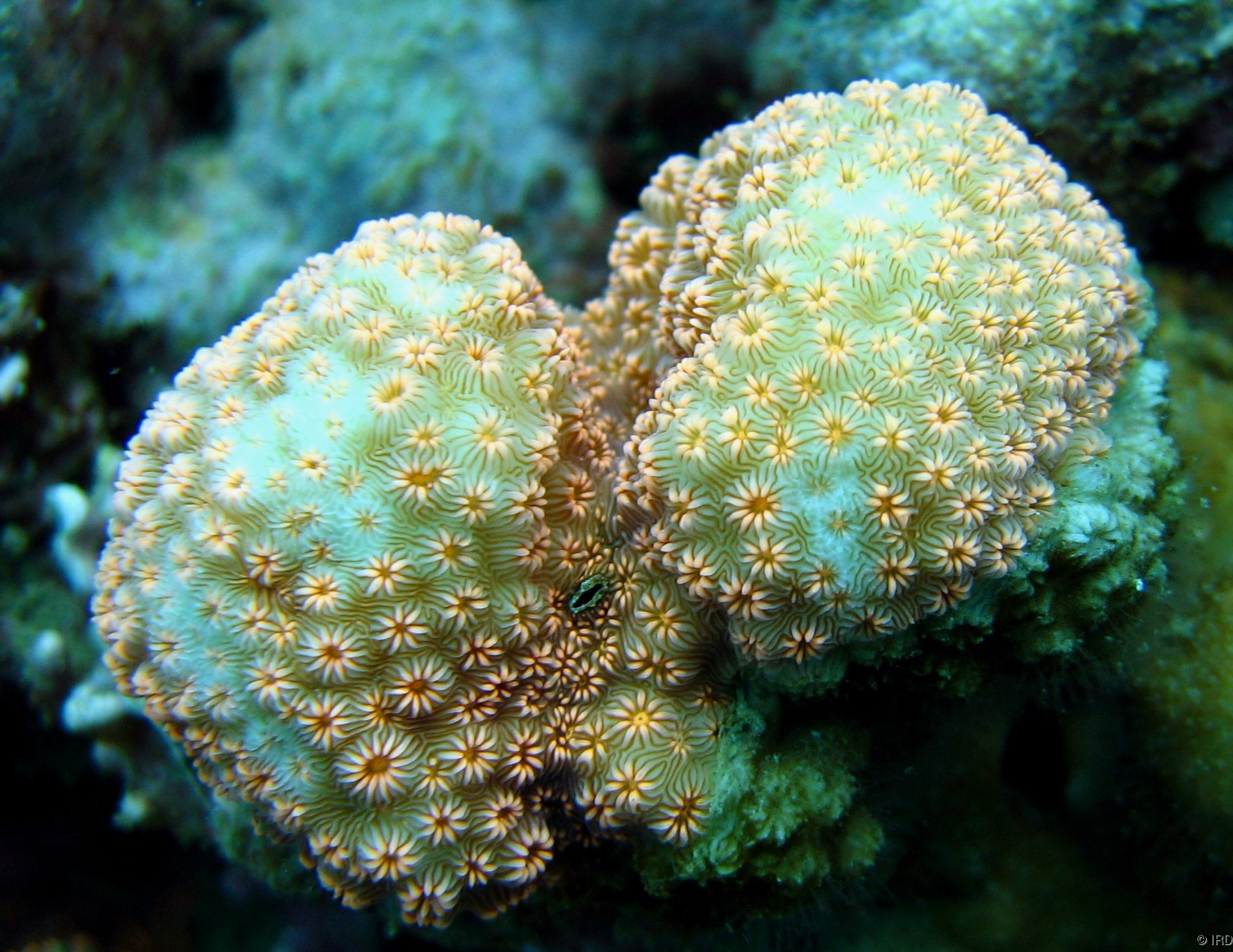 Pavona maldivensis - Close up of a colony in situ - HS0341