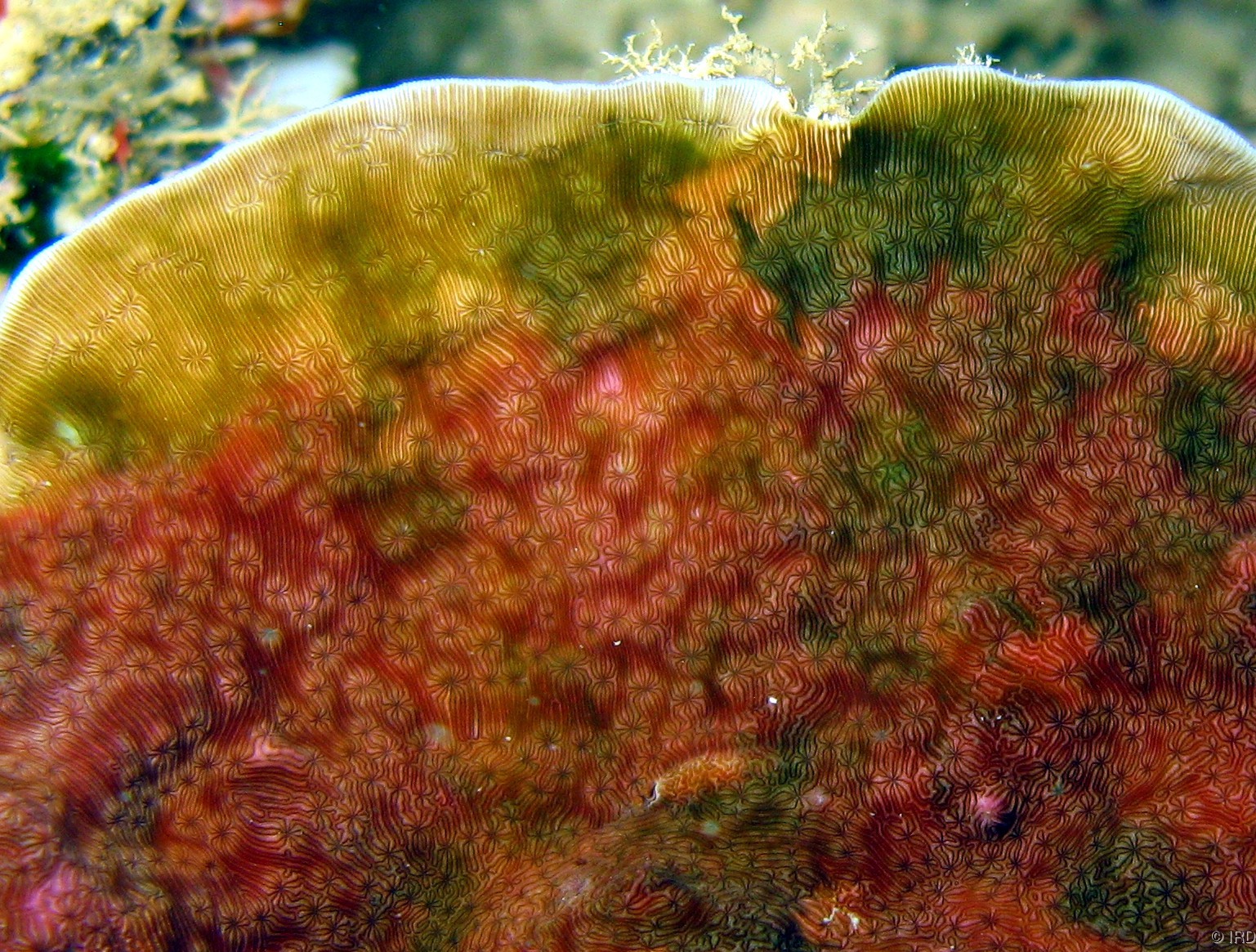Pavona minuta - Close up of a colony in situ - HS0524
