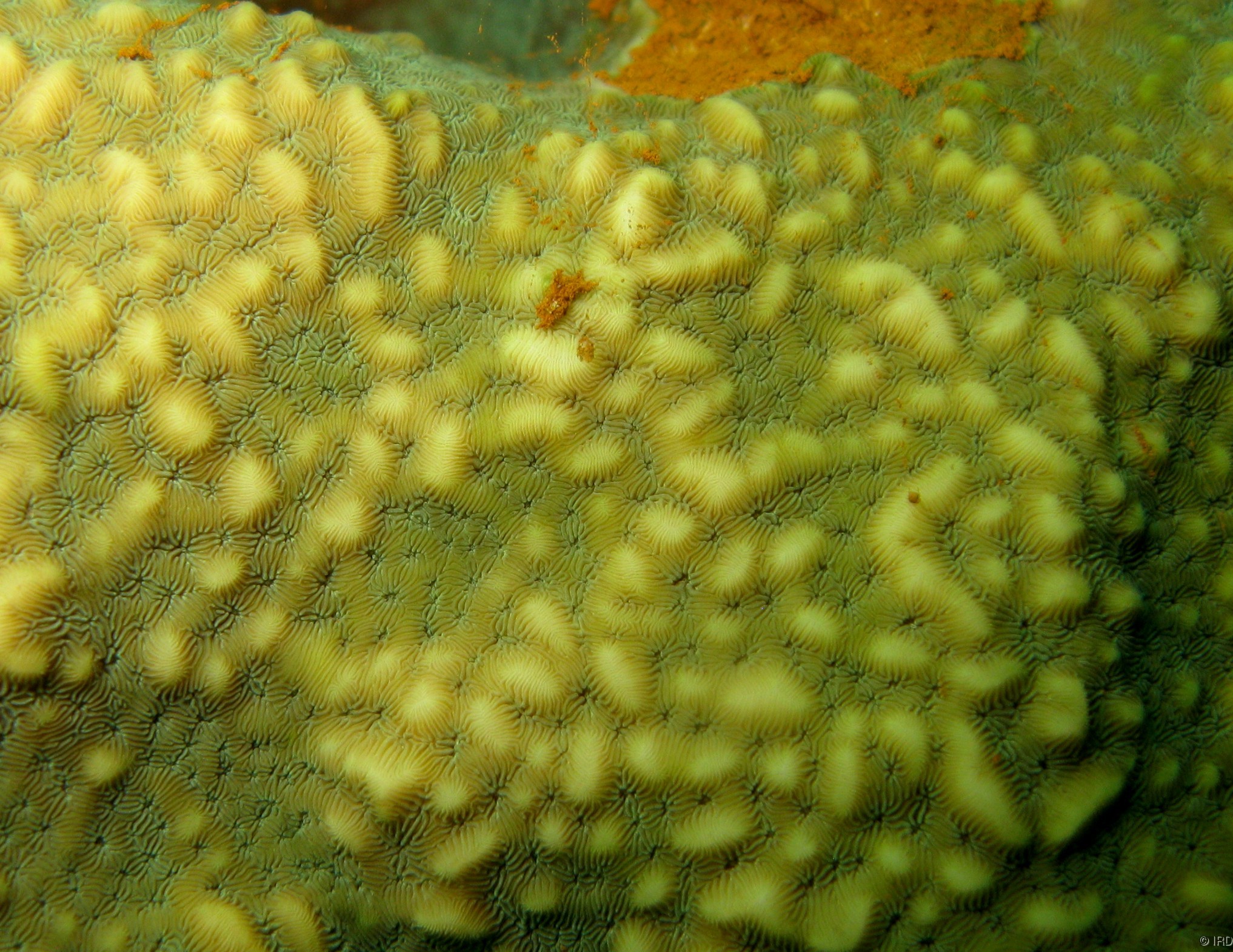 Pavona varians - Close up of a colony in situ - HS0130