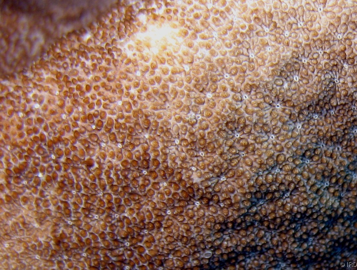 Psammocora haimiana - Close up of a colony in situ - HS0331