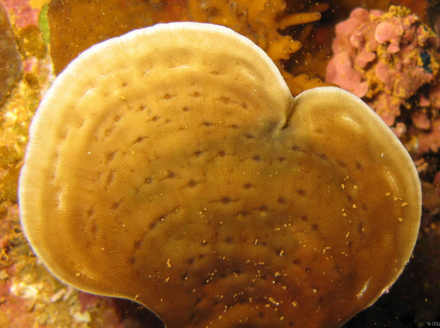 Leptoseris foliosa - Close up of a colony in situ - HS0346