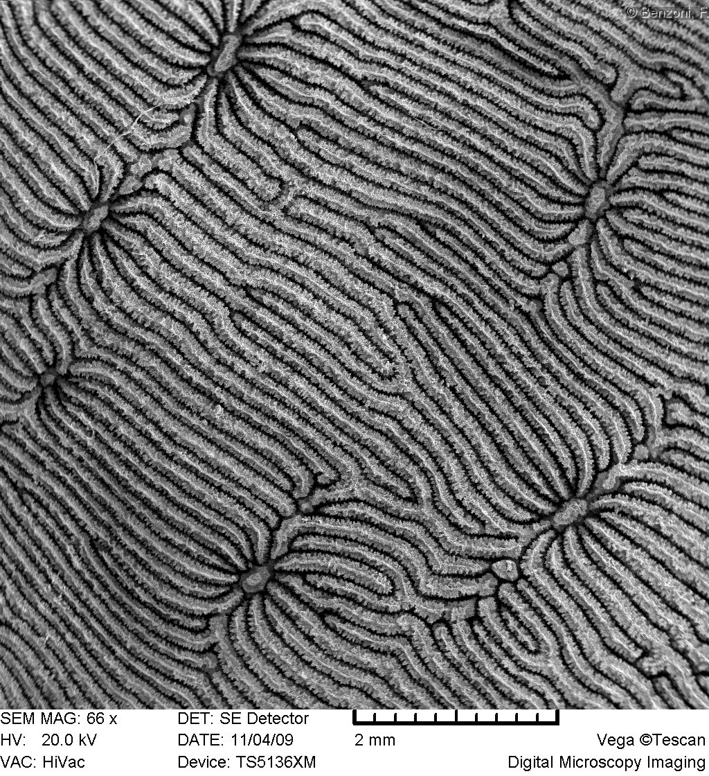 Leptoseris foliosa - SEM image - HS0346
