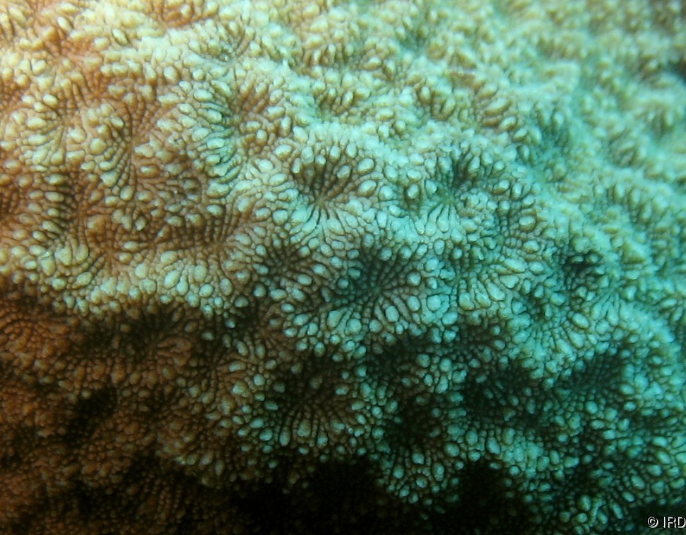 Psammocora digitata - Close up of a colony in situ - HS0345