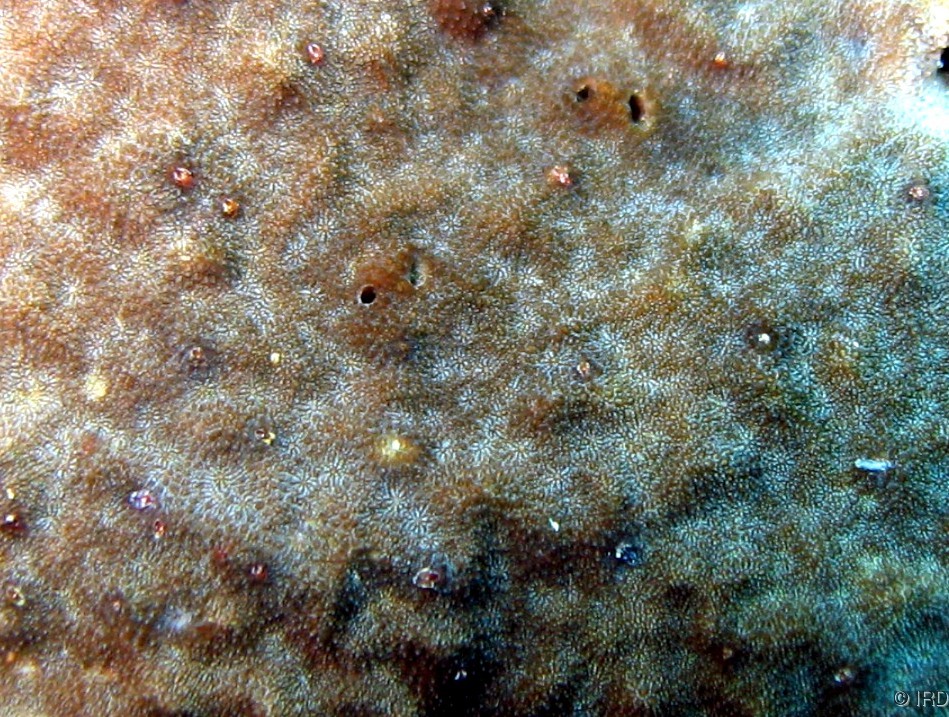 Psammocora nierstraszi - Close up of a colony in situ - HS1424
