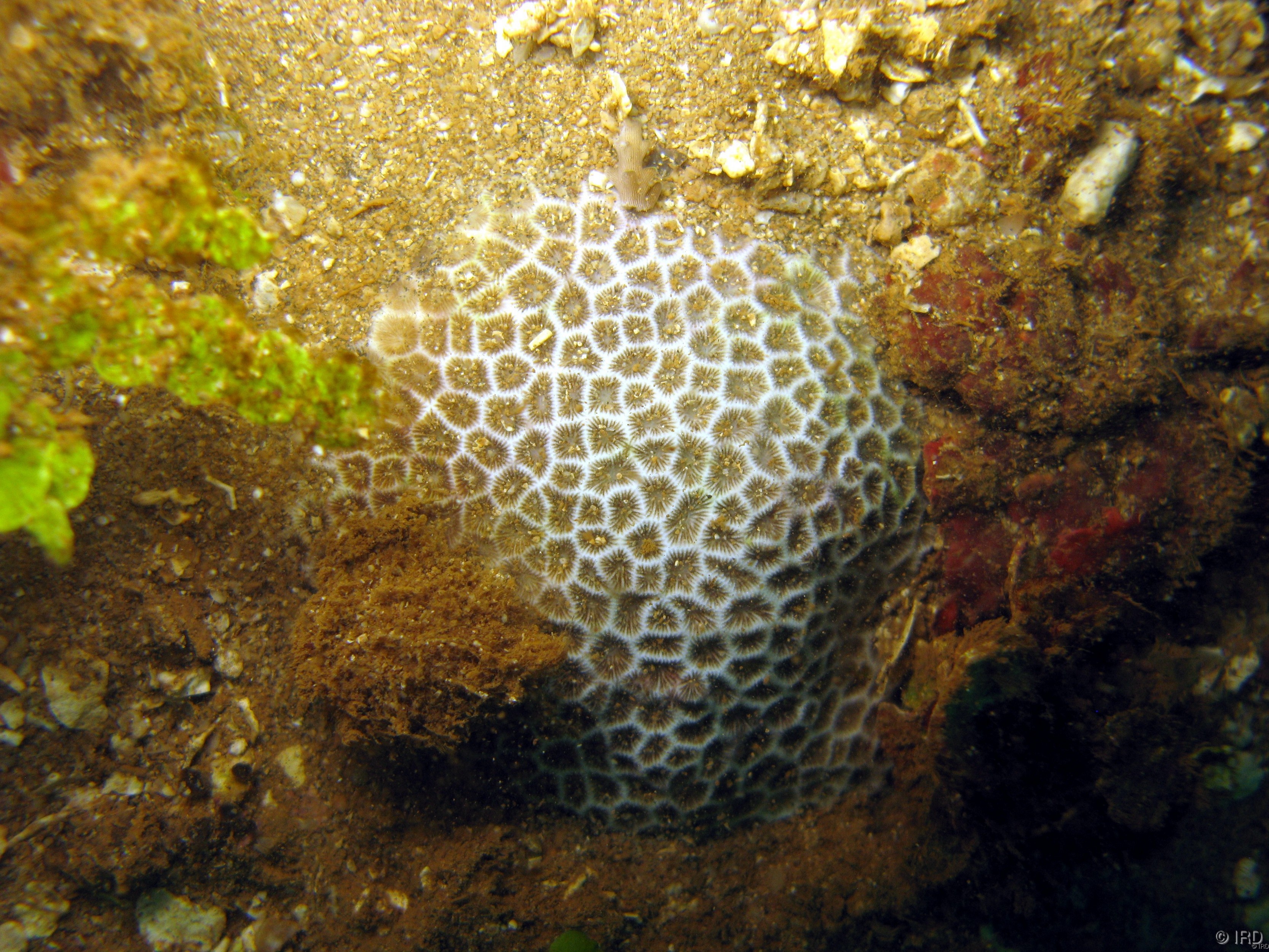 Pseudosiderastrea tayamai - Colony in situ - HS1908