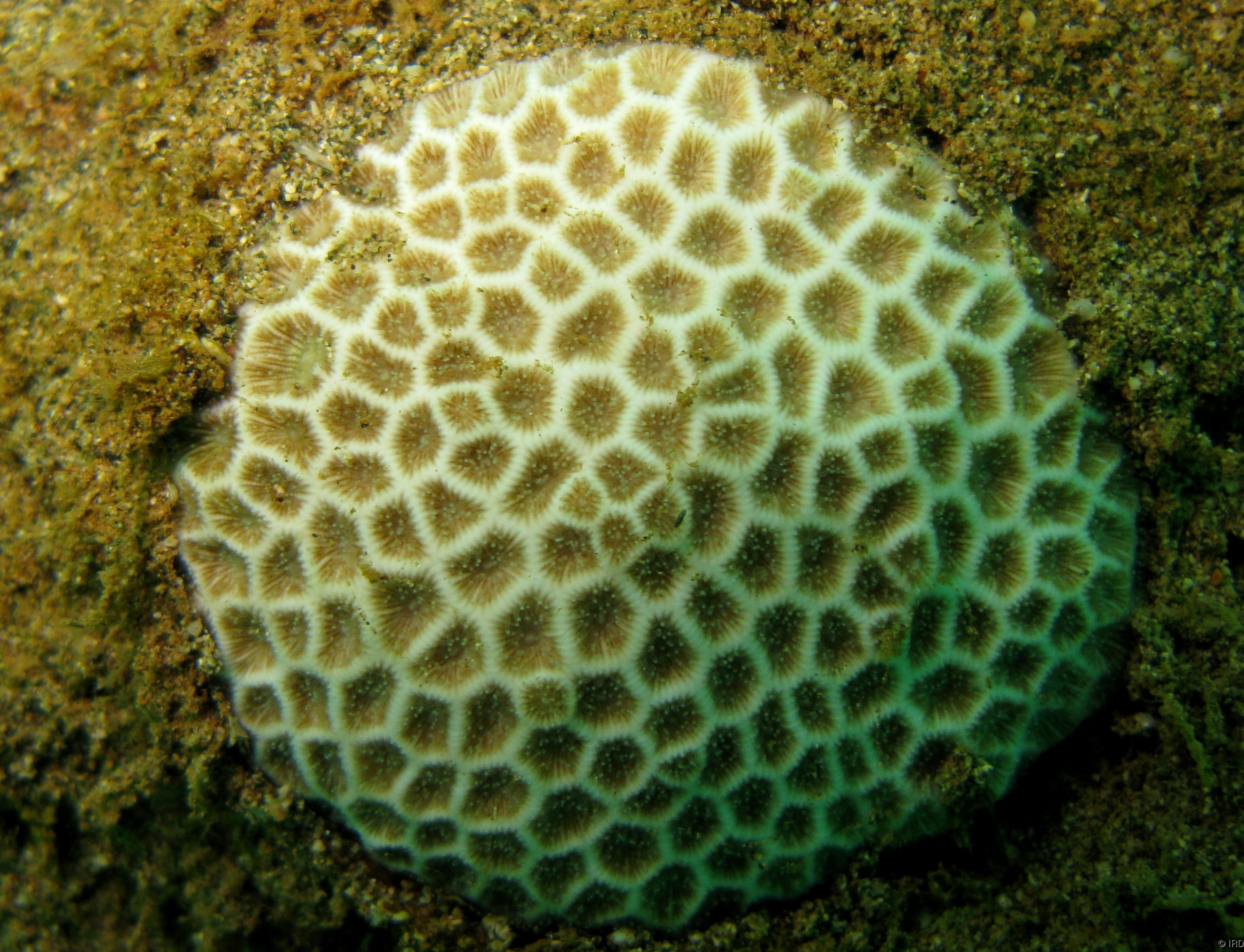 Pseudosiderastrea tayamai - Close up of a colony in situ - HS1908