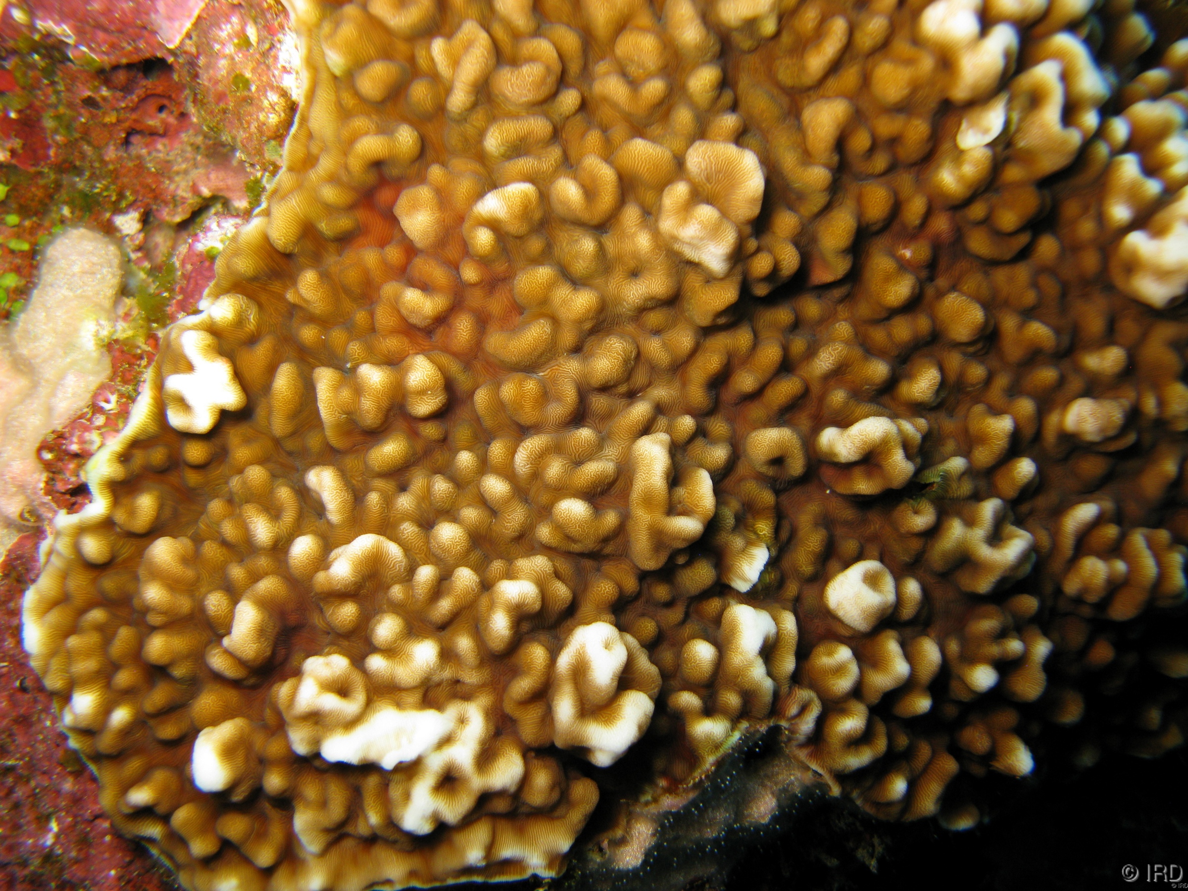 Leptoseris incrustans - Close up of a colony in situ - MQ058