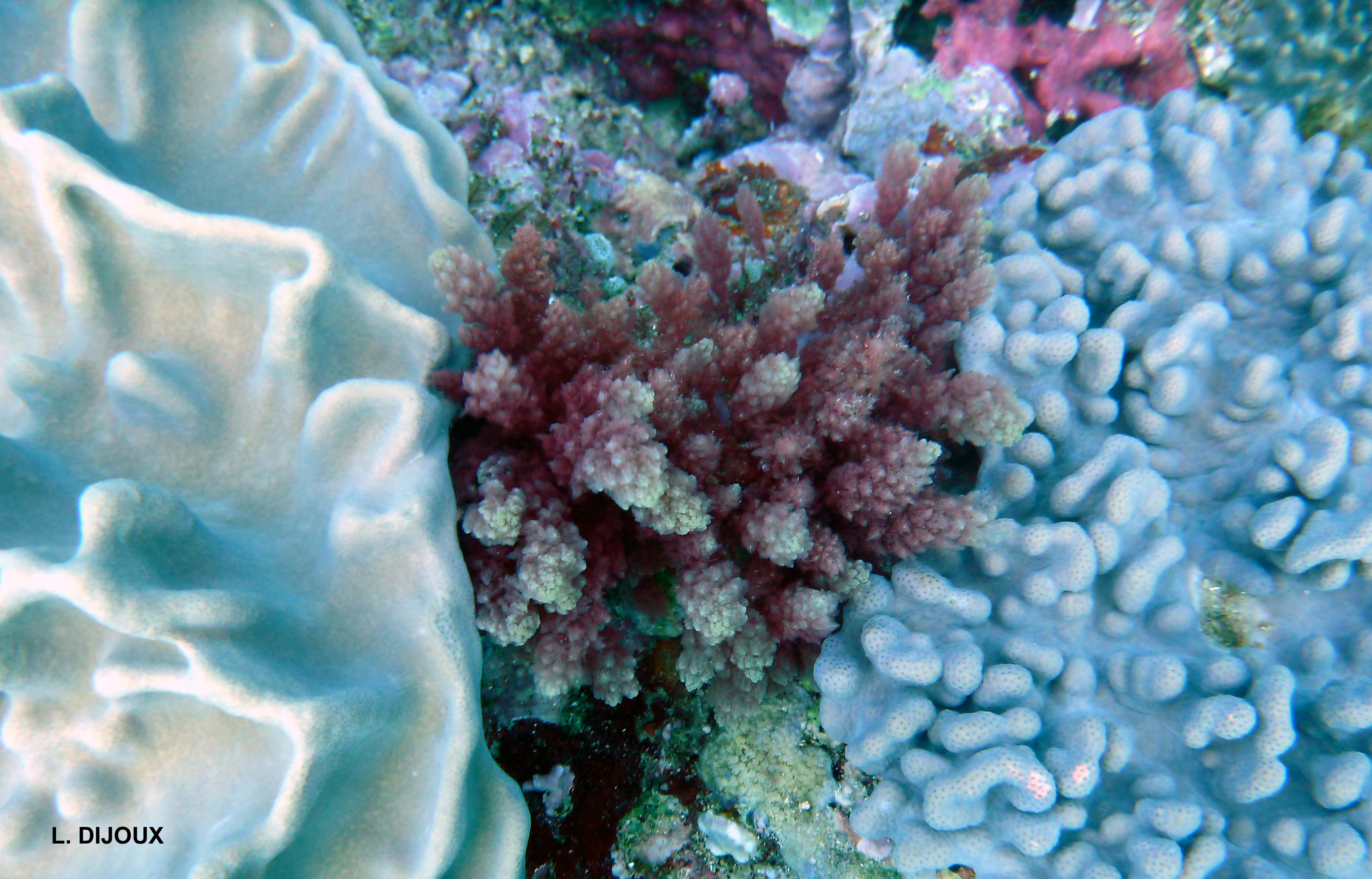 Asparagopsis taxiformis - Coral interactions