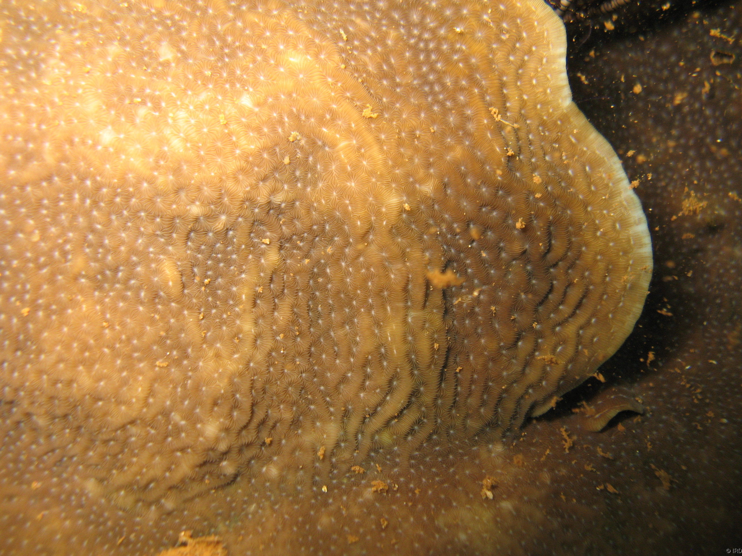 Pavona bipartita - Close up of a colony in situ - HS2972