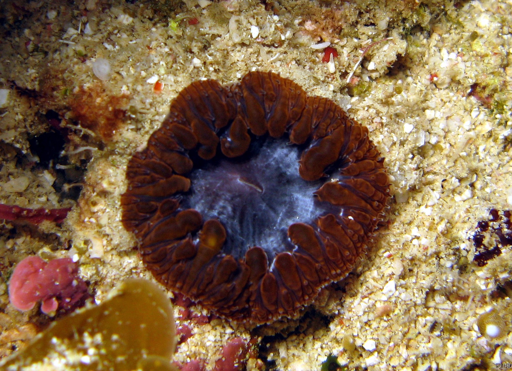 Blastomussa vivida - Close up of a colony in situ - HS3289