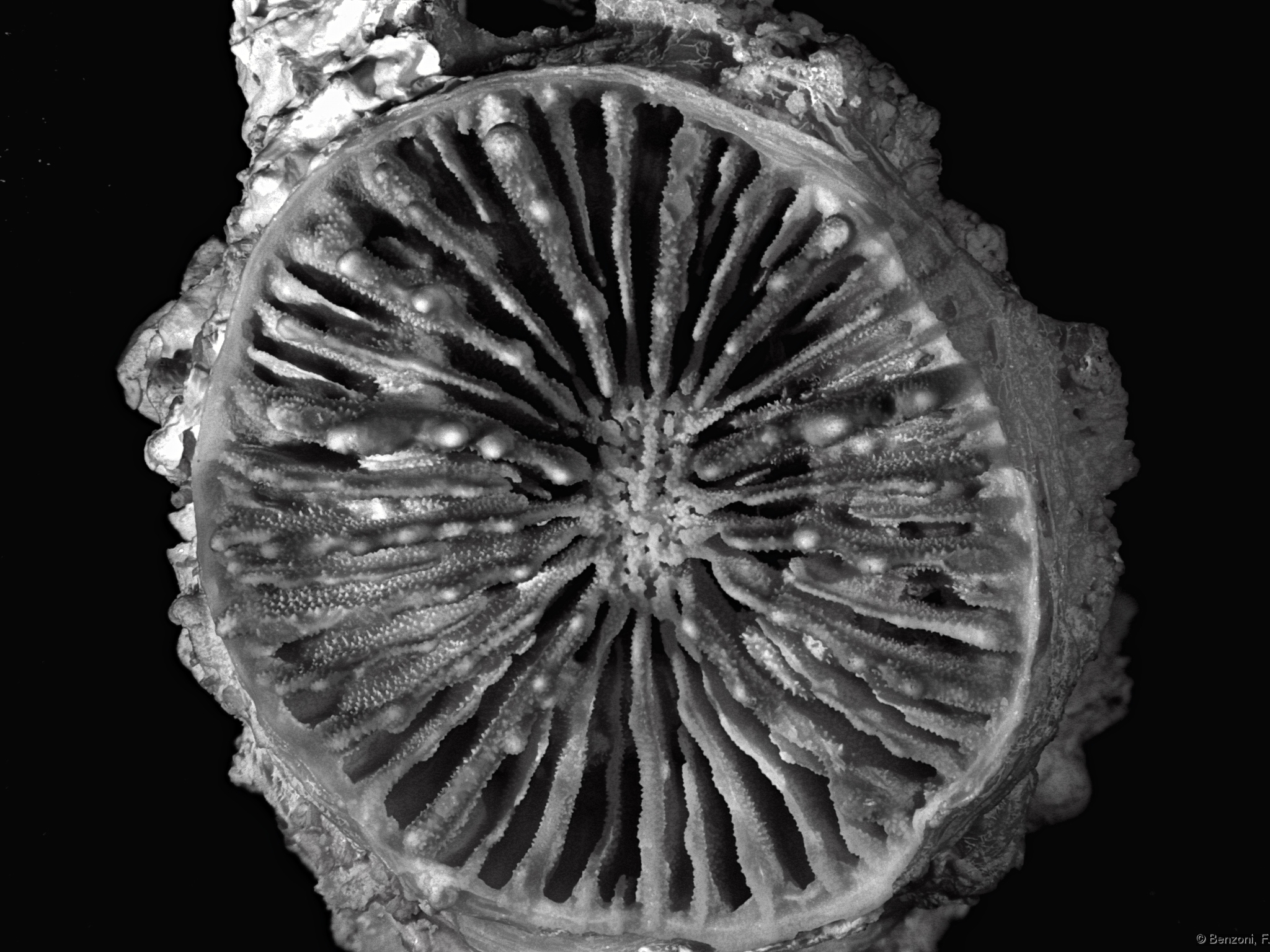 Blastomussa vivida - morphology - HS3289