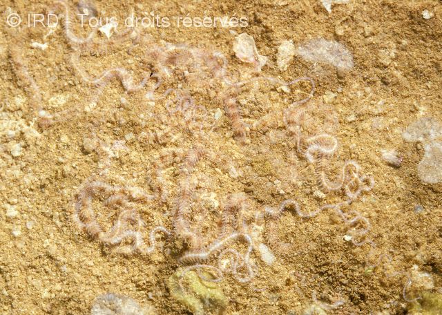 Indéterminé sp. EO116