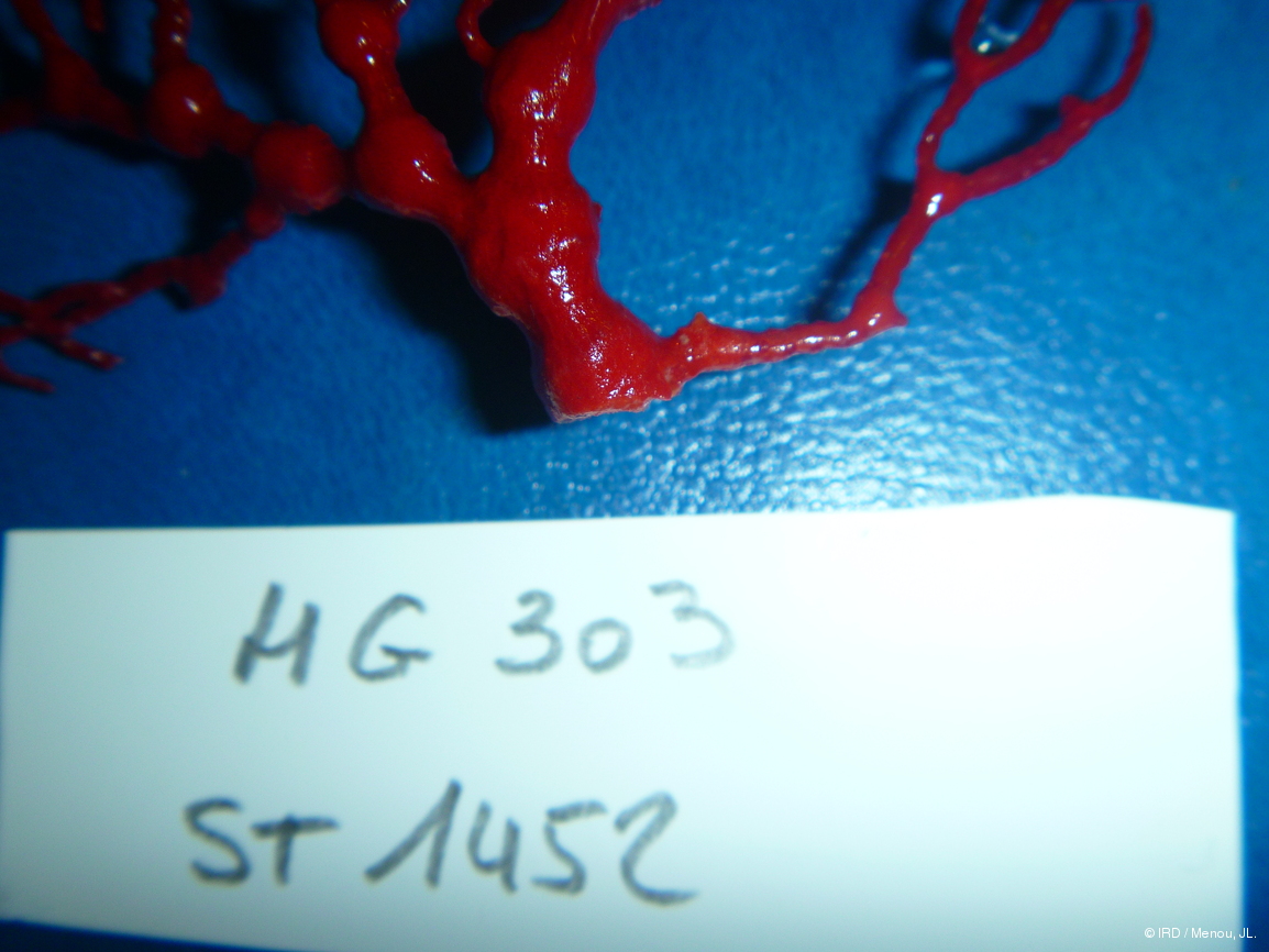 Melithaea ochracea HG303