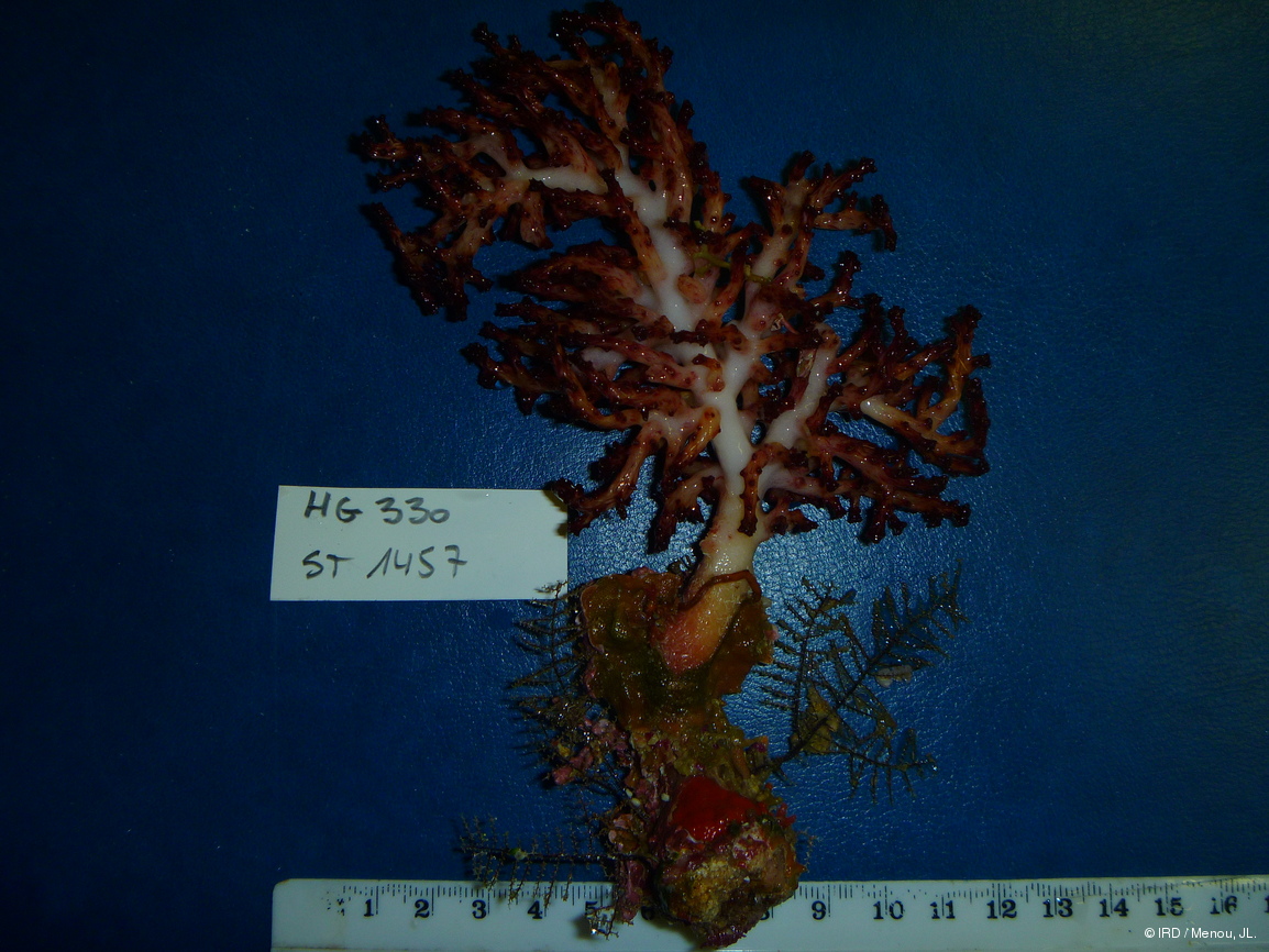 Nephthyigorgia sp. HA361