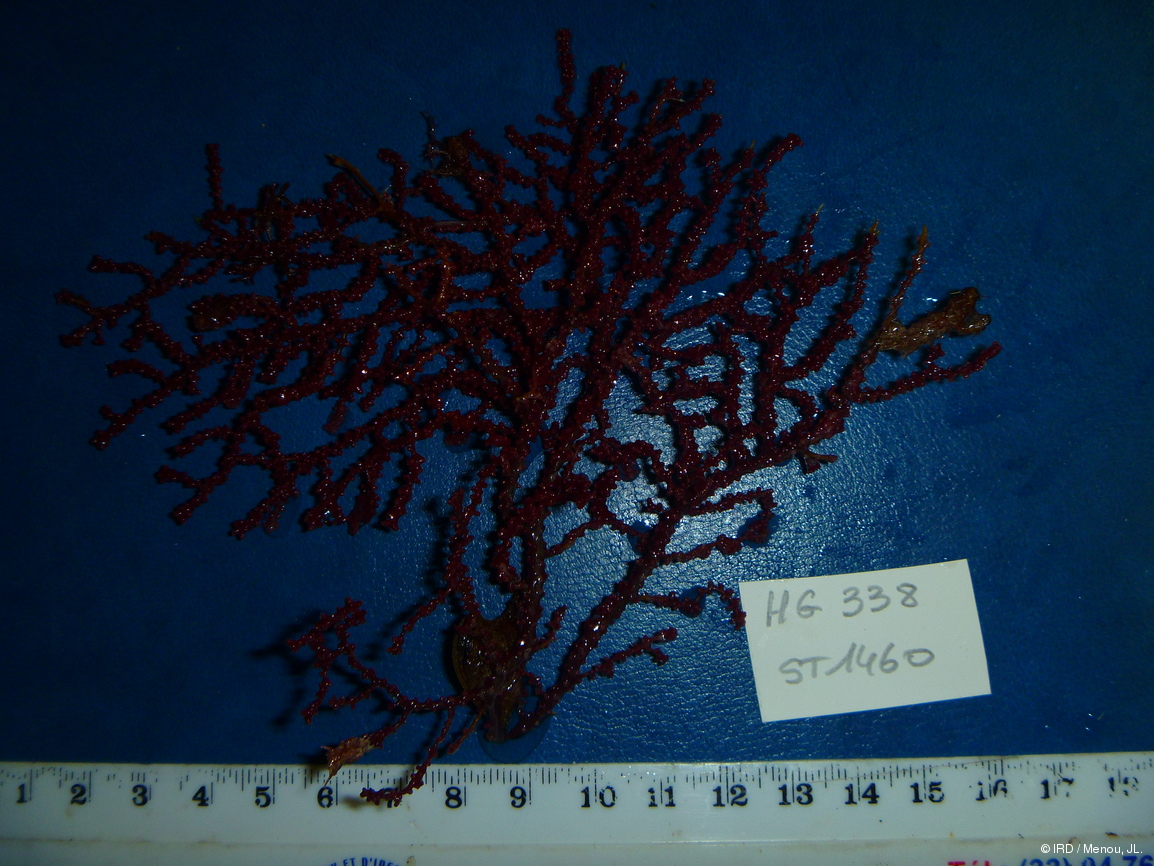 Acanthogorgia isoxya HG338