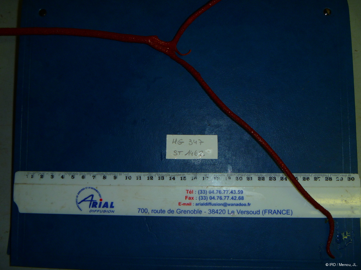 Ellisella plexauroides HG347