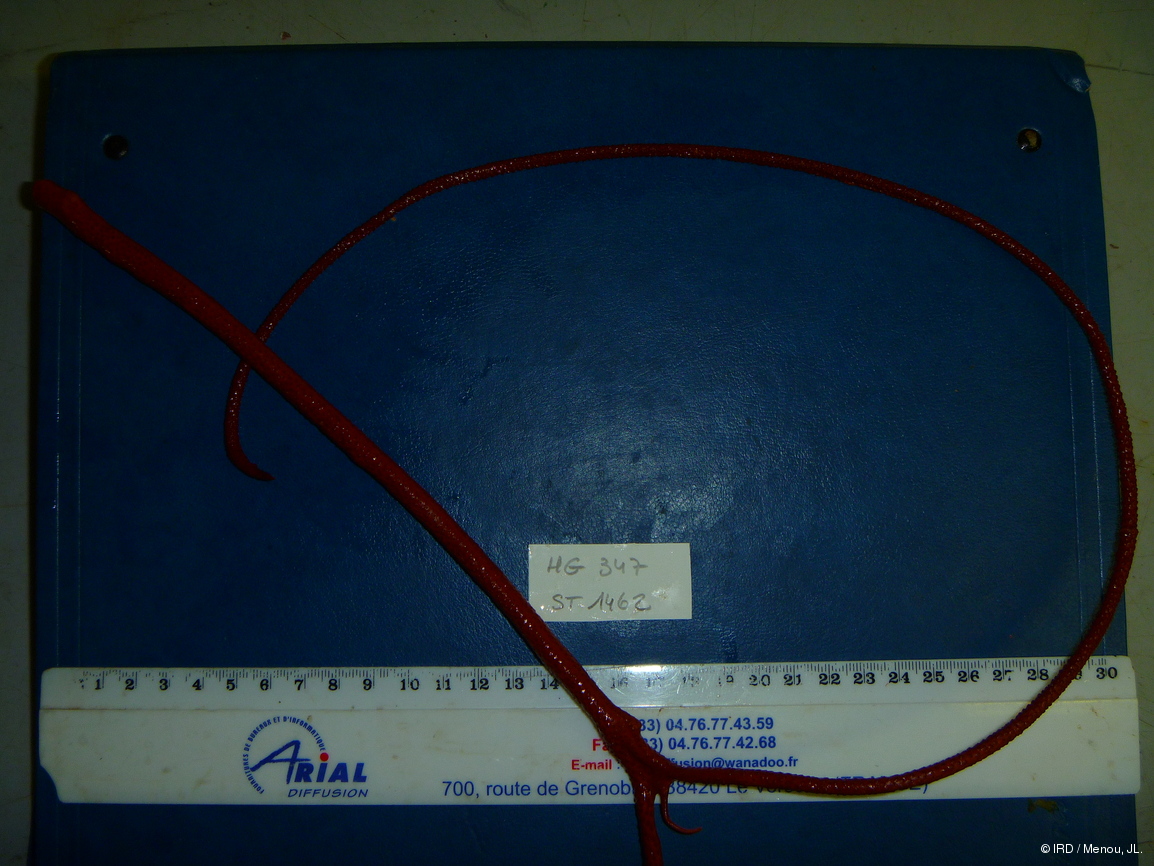 Ellisella plexauroides HG347