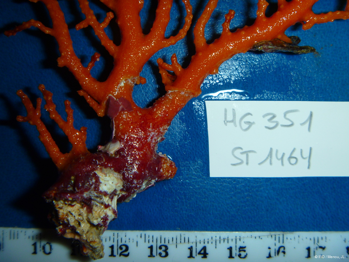 Siphonogorgia sp. HG351