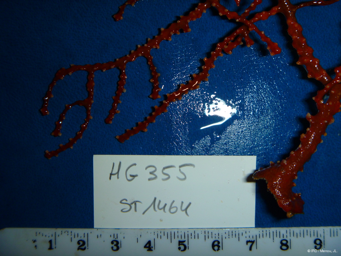Indéterminé sp. HG355