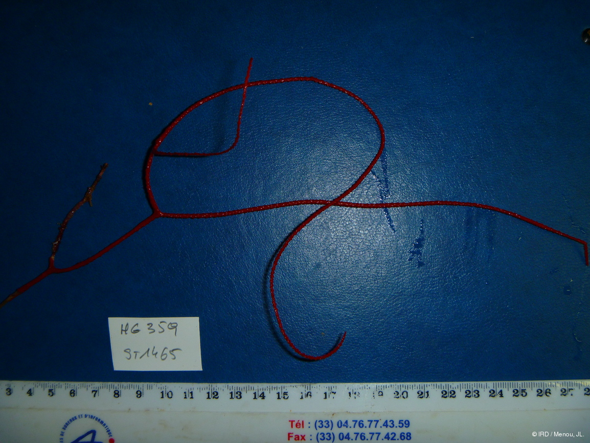 Ellisella rossafila HG359