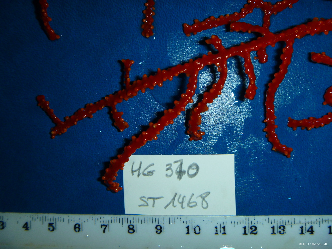 Indéterminé sp. HG370