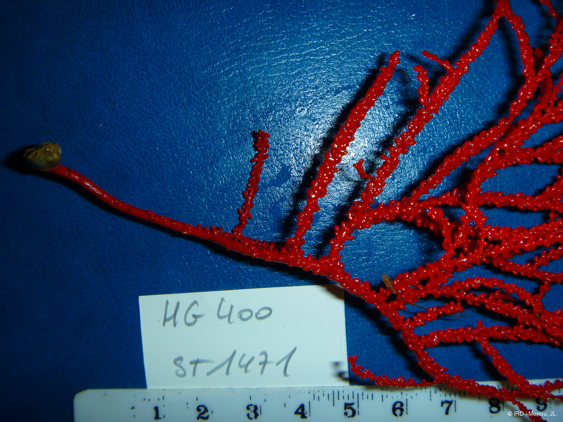 Heliania spinescens HG400