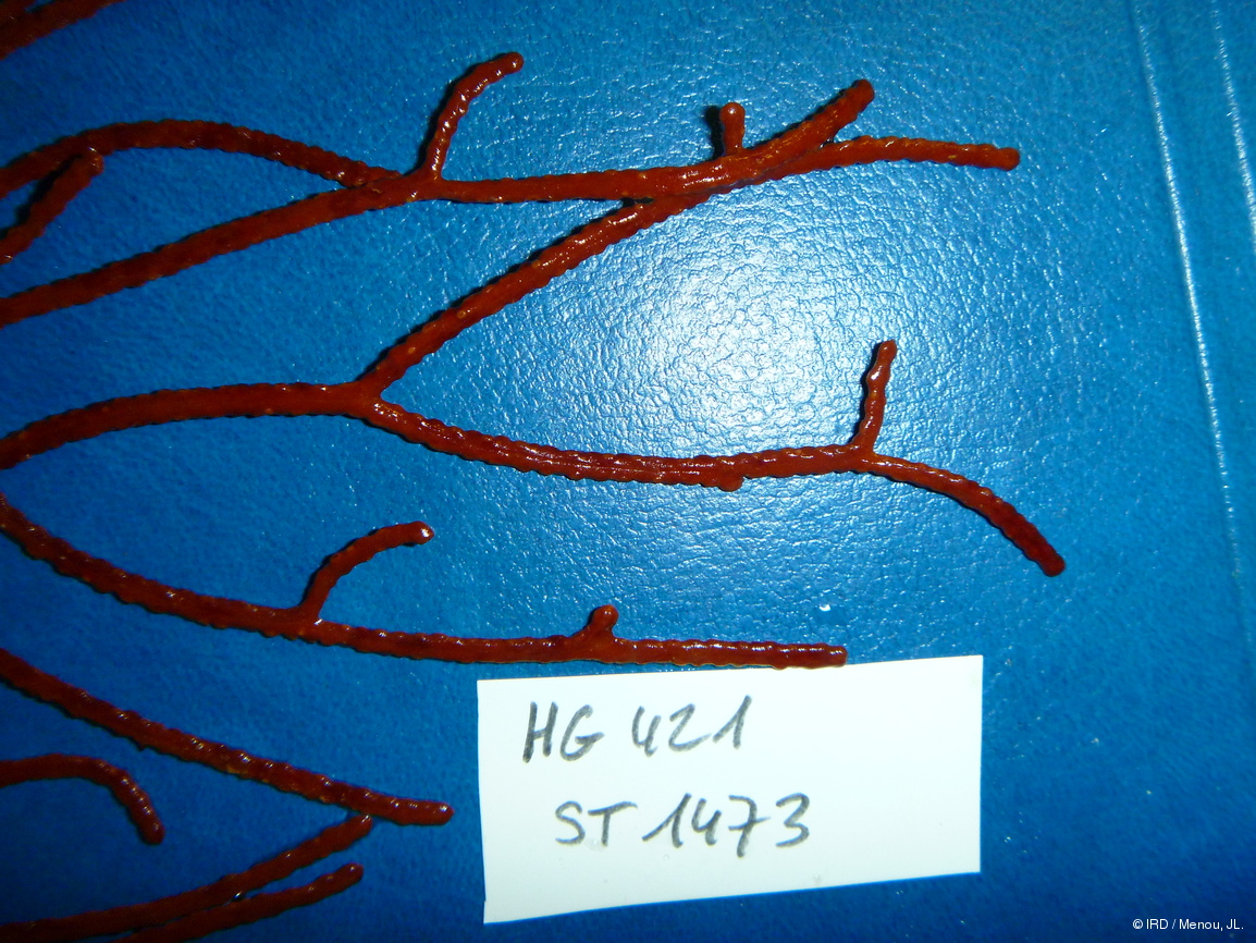 Indéterminé sp. HG415