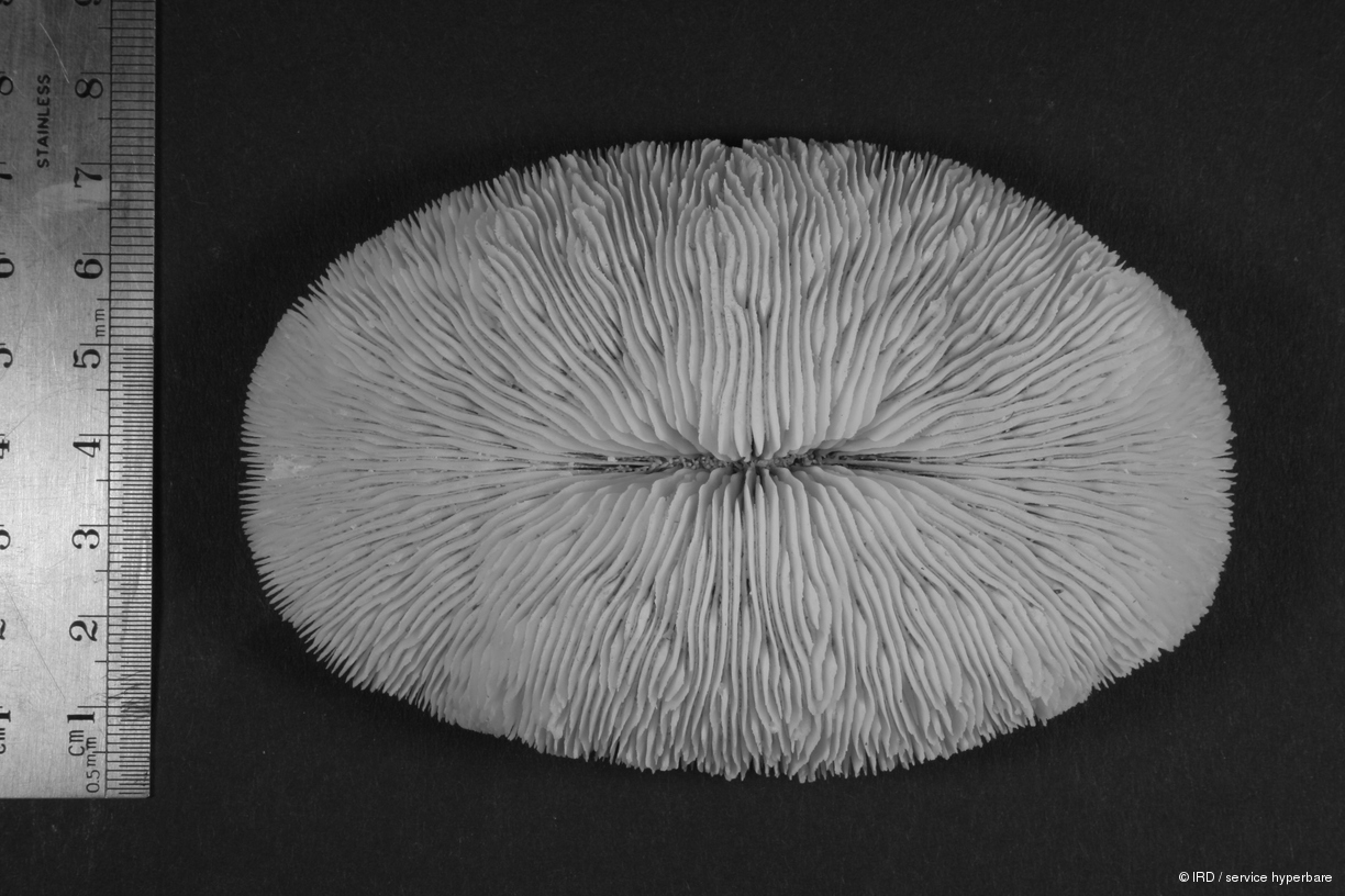 Stylophora mordax HS0037