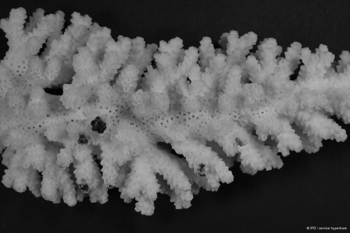 Acropora florida HS0113