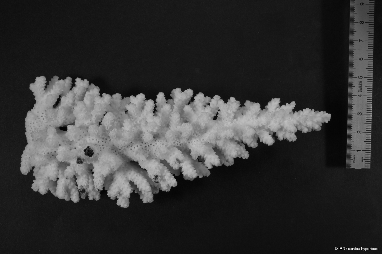 Acropora florida HS0113