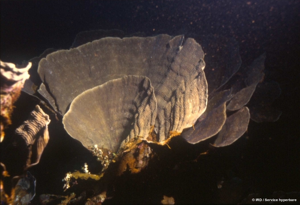 Pachyseris speciosa cf. HS0116