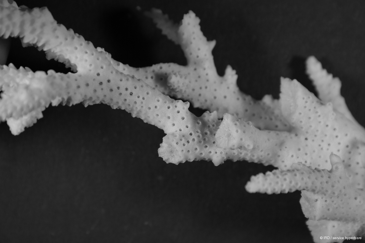 Acropora spicifera HS0124