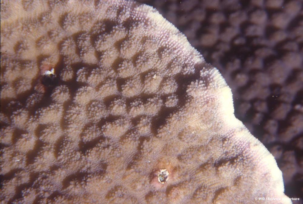 Echinopora lamellosa HS0133