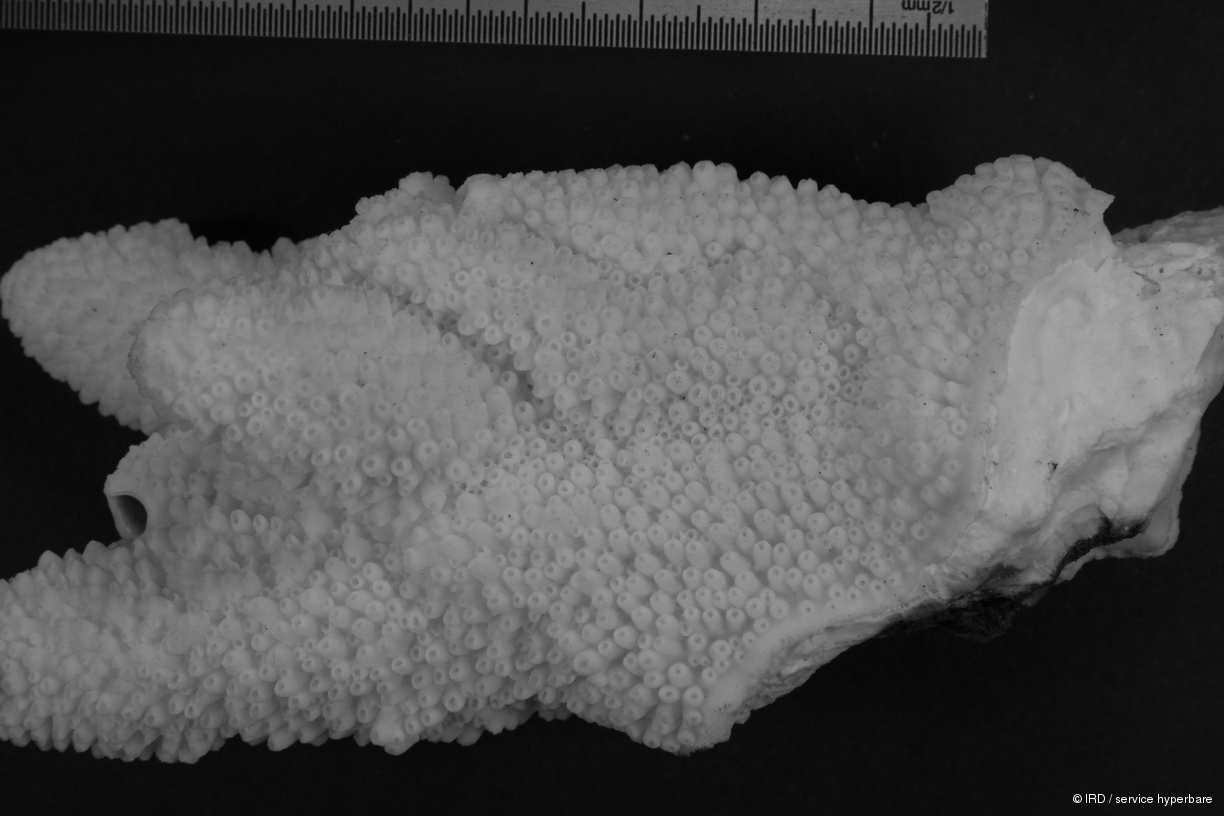 Acropora monticulosa HS0143