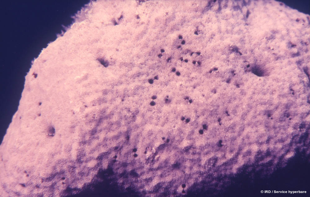 Psammocora profundacella HS0149