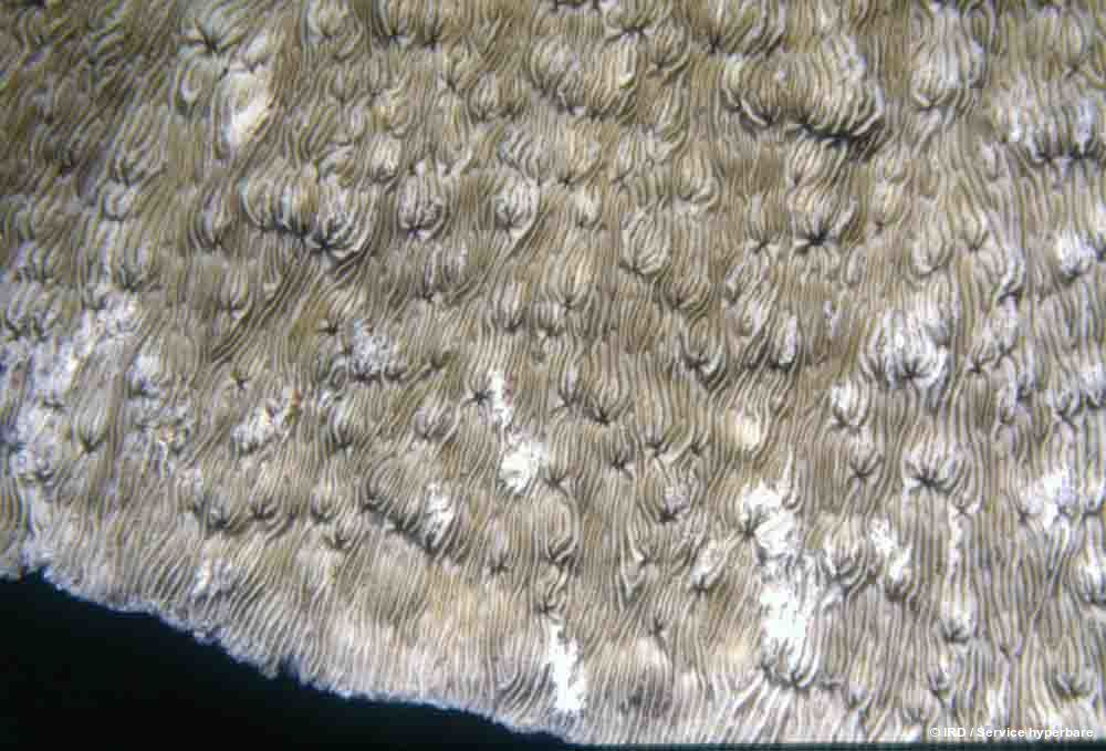 Podabacia crustacea HS0158