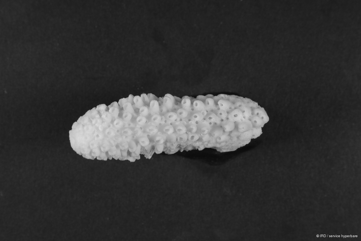 Acropora gemmifera HS0162