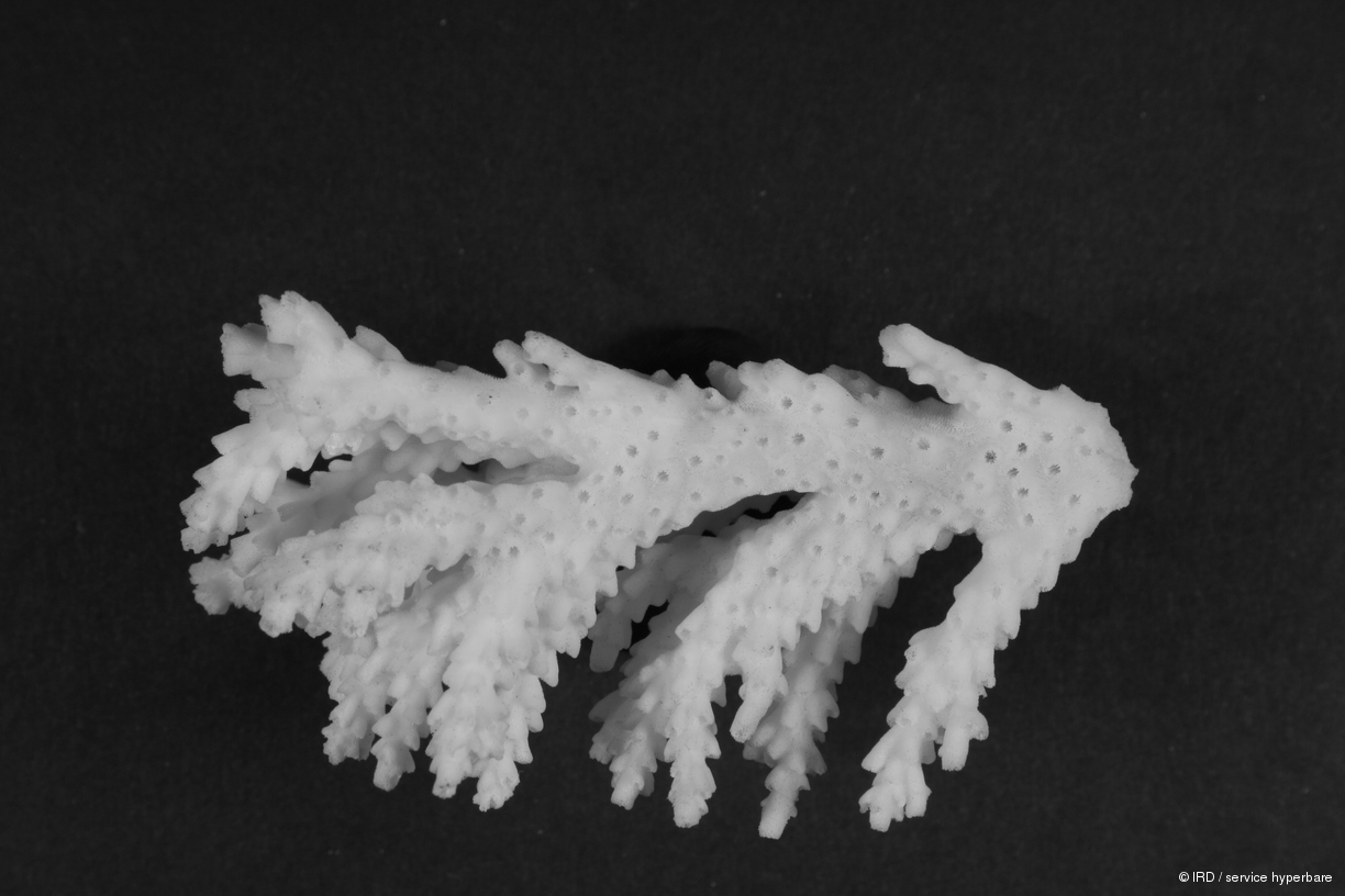 Acropora latistella HS0163