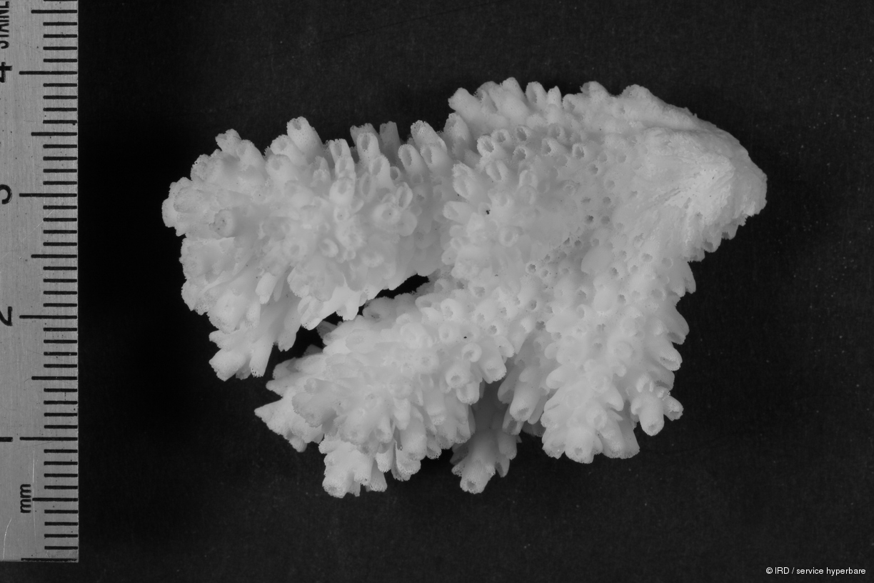 Acropora polystoma HS0184